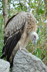 Himalayan vulture