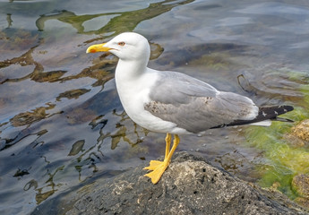 sea gull