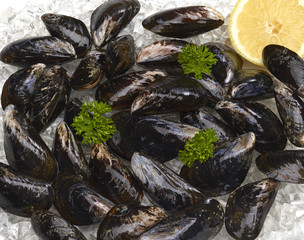 Erntefrische Miesmuscheln