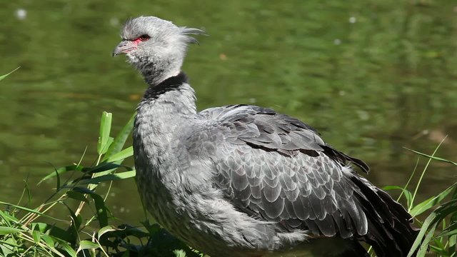 Portrait of Southern Screamer sitting on the river bank