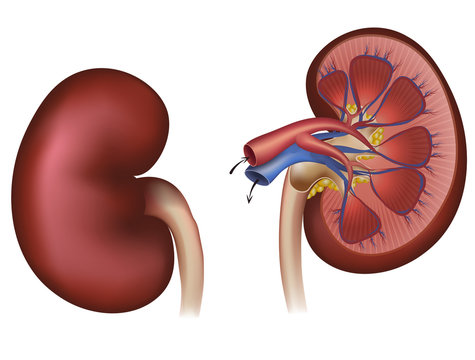 Normal human kidney and cross section of the kidney, blood suppl