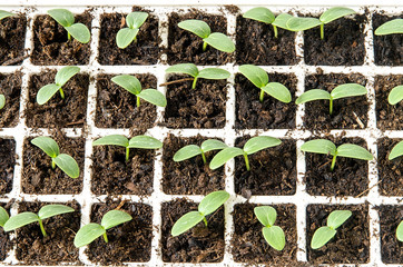 Cucumber seedlings