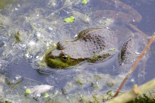 Frog in the pond