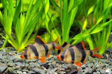 Flock of tiger barb