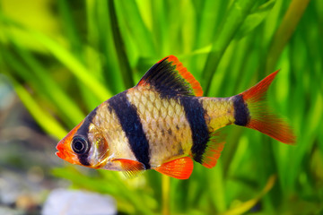 Tiger barb or Sumatra barb fish