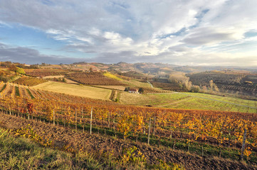 Fototapeta premium Paesaggio di vino