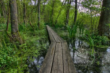 Swampland Walkway HDR 01