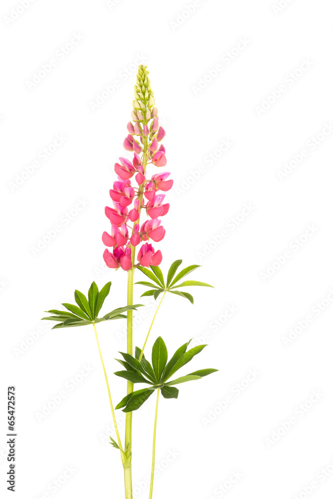 Wall mural pink flower lupine