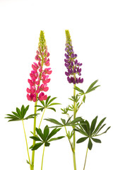 Naklejka premium beautiful flowers lupine