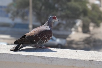 The dove in Somalia