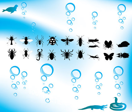 Insects