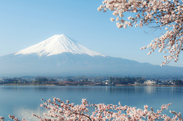 Fuji and Sakura view at Lake Kawaguchiko