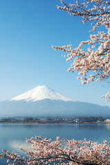 Fuji mountain and Sakura view