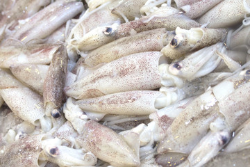 Fresh Squid Calamari Seafood