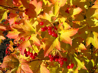 Colors of autumn. Yellow and red leaves of viburnum