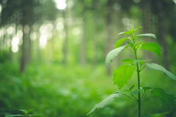 Small grass growing in the forest