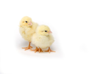 Two Little chicken isolated on white background