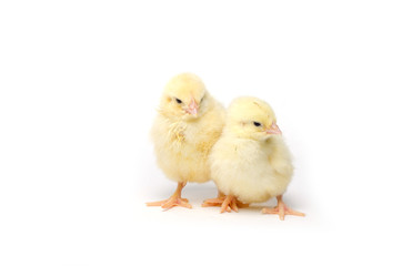 Two Little chicken isolated on white background