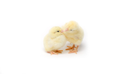 Two Little chicken isolated on white background