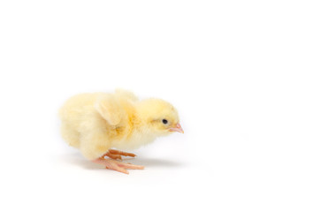 Little chicken isolated on white background