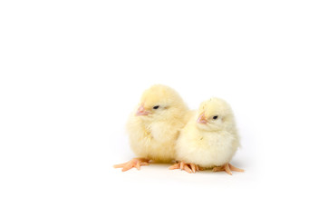Two Little chicken isolated on white background