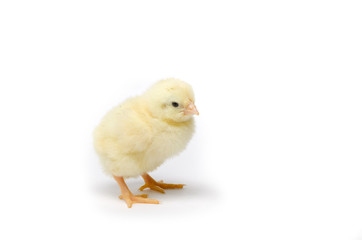 Little chicken isolated on white background