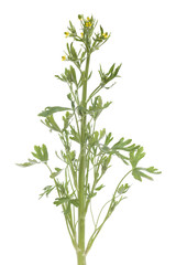 Fototapeta na wymiar Ranunculus scleratus