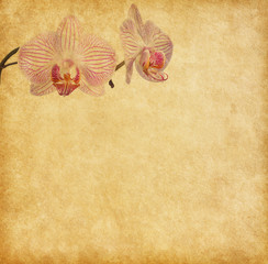 Old worn paper with orchid..