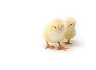 Two Little chicken isolated on white background