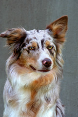 Border Collie Merle-Färbung