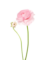 Fototapeta premium Ranunculus isolated on white.