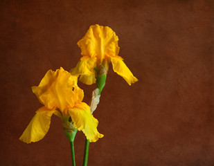 Two orange  irises on  brown background.  Focus on near flower