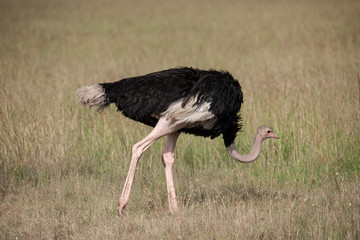 ostrich