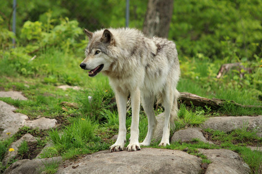 Grey wolf standing on a rock in a forest environment