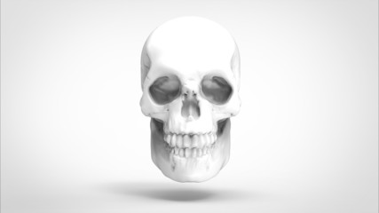 human skull