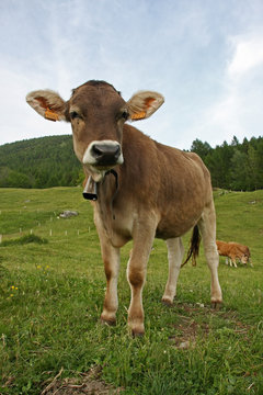 in alpe