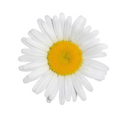 white daisy