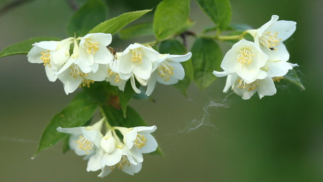 Flower of Jasmine and  poplar fuzz