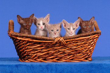 LaPerm Kätzchen Kitten im Korb auf Blau