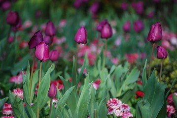 Tulips and Bellis perennis