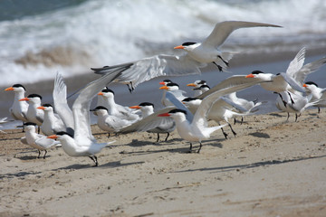 Royal Terns