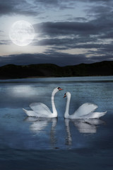 pair of swans at night during the full moonlight