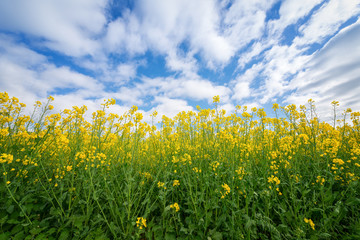 Rapeseed flowers against a nice sky