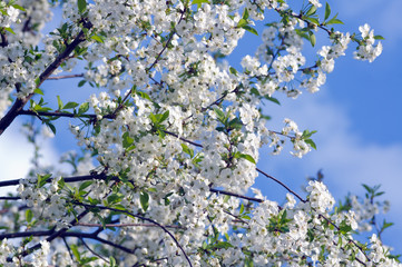 Blossoming tree of a cherry
