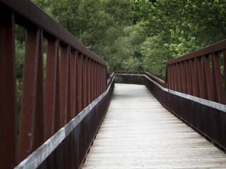 Footbridge in a forest