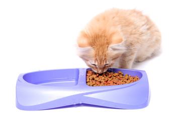 Orange kitten eating