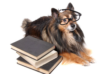Dog wearing glasses and tie