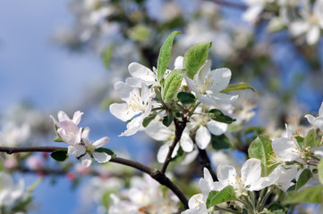 Blossoming tree of an an apple-tree in the spring