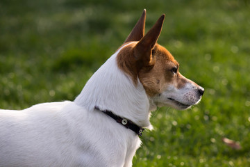 Jack Russel dog