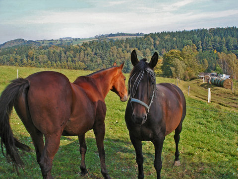 Zwei Pferde auf einer Wiese im Erzgebirge